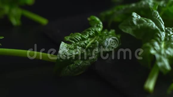 健康的纯素食品概念新采摘的绿色菠菜叶的近距离背光放置在石板板和黑色背景上视频的预览图