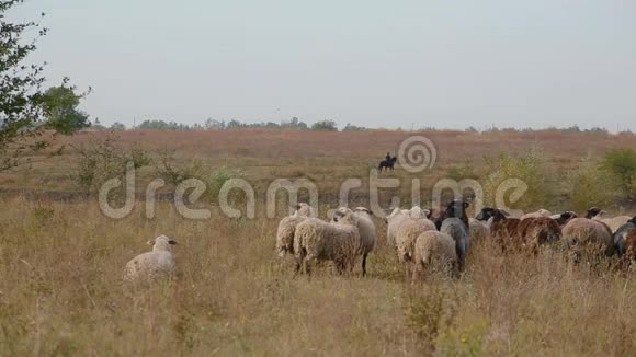 草原上的羊群在空旷无边的天空下放牧远处模糊的背景上的黑马坐着牧羊人视频的预览图