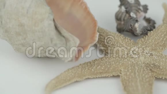 美丽的棕色海星和不同的海螺旋转特写视频的预览图