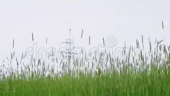 在茂盛的草地上对抗输电塔视频的预览图
