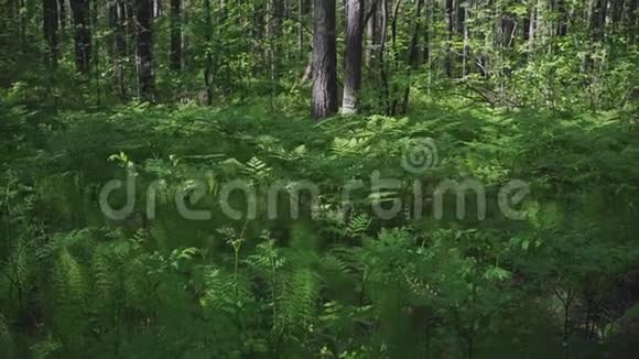 在森林里视频的预览图