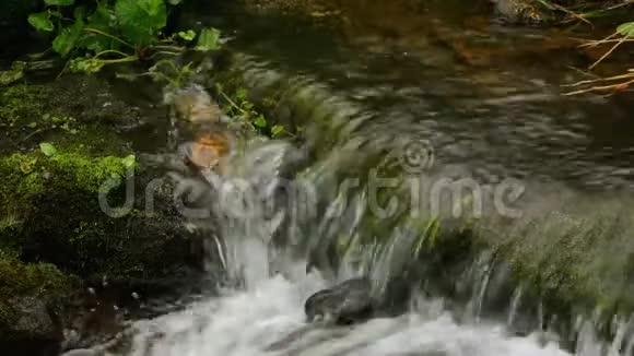 山林中的山河瀑布视频的预览图