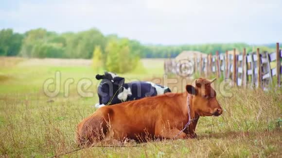 美丽的母牛有锁链躺在草地上的青草上视频的预览图