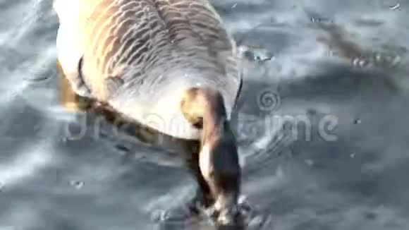 加拿大白鹅吃面包泼在水里不健康的面包给鸟浇水鸡视频的预览图