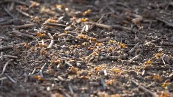 蚁巢蚁巢红木泉闭野虫自然视频的预览图