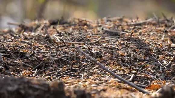 蚁巢蚁巢红木泉闭野虫自然视频的预览图