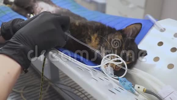 兽医在手术前插入一根特殊的管子猫的嘴里呼吸视频的预览图