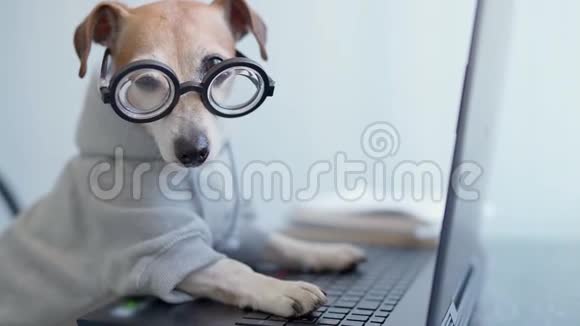 戴眼镜的可爱狗用电脑工作视频的预览图