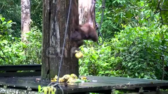 猩猩在喂食平台吃香蕉视频的预览图