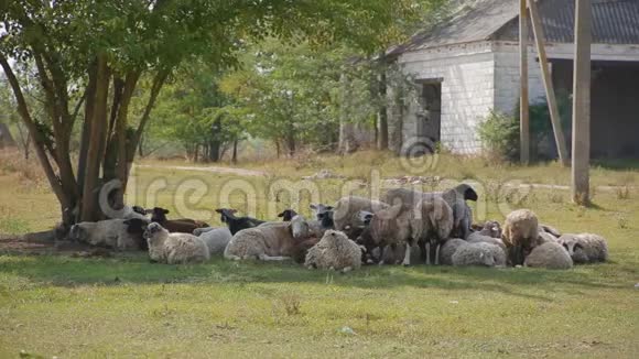 令人惊奇的是成群的羊紧紧地挤在一起躺在树荫下休息视频的预览图