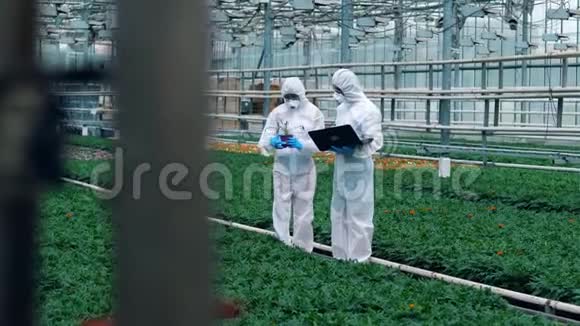 两位生物学家检查盆栽植物从事食品种植的科学家视频的预览图