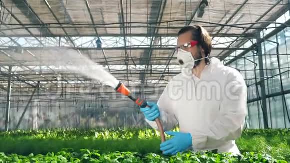 生物学家用盆栽植物浇水科学家在作物上喷洒有毒农药杀虫剂视频的预览图