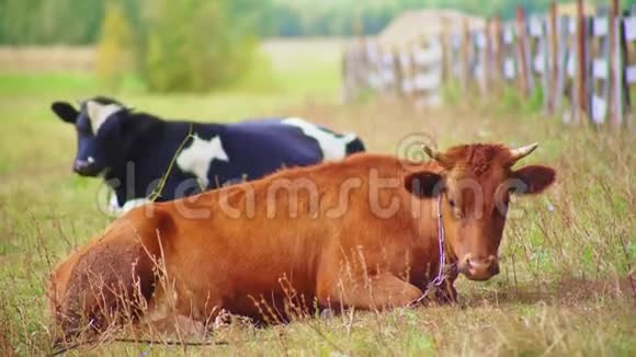 慵懒的母牛和镣铐躺在牧场上茂盛的青草上视频的预览图