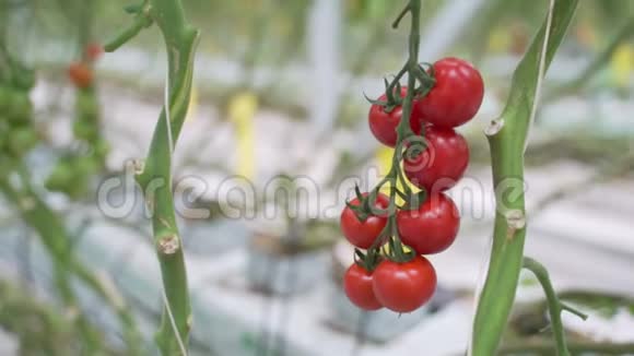 手从灌木丛中摘一个成熟的红西红柿在家种植健康蔬菜视频的预览图