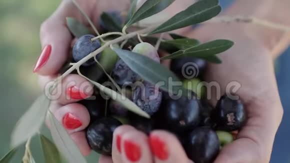 成熟的黑绿色橄榄和叶子女人的手掌视频的预览图