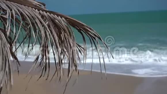 干枯的棕榈树树枝像一把伞从明媚的阳光洒在沙滩上热带海滩视频的预览图