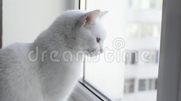 可爱的土耳其安哥拉猫看着窗外视频的预览图