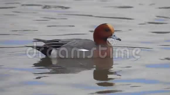 鸭欧亚威根或威登马雷卡佩内洛普雄鸽子漂浮在水中靠近视频的预览图