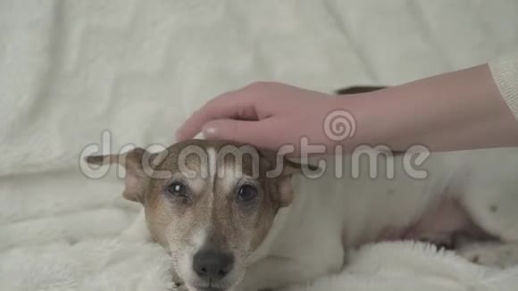 年轻女子手与指甲宠物小怀孕狗视频的预览图