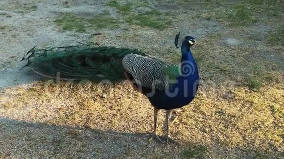 美丽的蓝孔雀绿色孔雀站在公园里视频的预览图