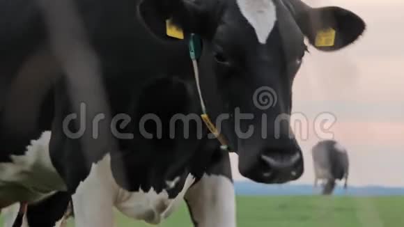 看着镜头在草地上放牧的牛视频的预览图
