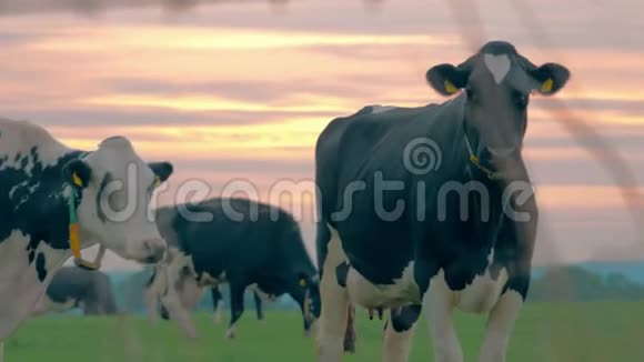 日落时分奶牛场透过草地观看视频的预览图