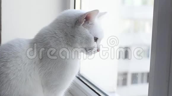 可爱的土耳其安哥拉猫看着窗外视频的预览图