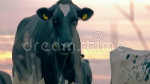 日出时奶牛场透过草地观看视频的预览图