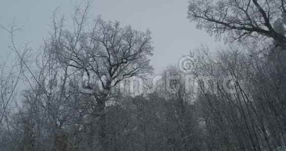 冬季冰冻树木剪影视频的预览图