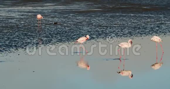 大西洋浅海的一群粉红色火烈鸟4k视频的预览图