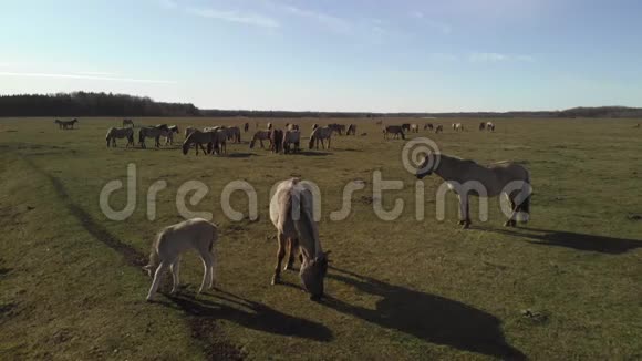 日落时分马群在林间广阔的草地上放牧视频的预览图