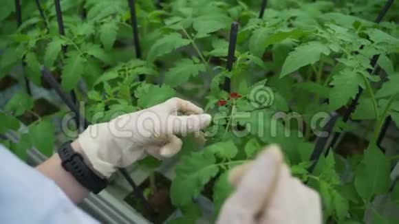一位女农学家在温室里走来走去写下关于西红柿的数据番茄叶片的护理视频的预览图