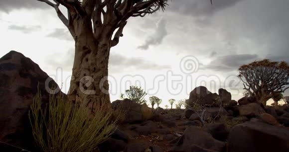 纳米比亚颤动的森林上空多云美丽的云层4k视频的预览图