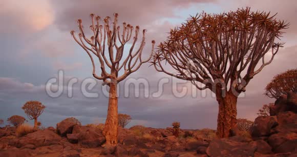 纳米比亚森林中的箭树和五彩缤纷的日落天空4k视频的预览图