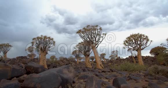 纳米比亚的箭树森林里岩石山上的箭树大自然4k视频的预览图