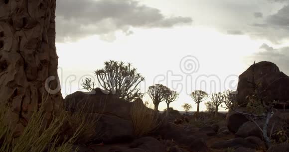 纳米比亚森林中一棵箭形树下阴天的风景视频的预览图