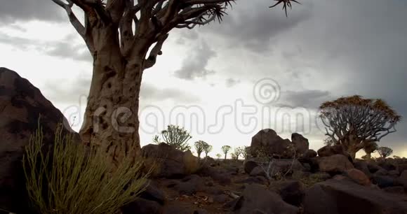纳米比亚美丽的箭树森林自然4k的低角度视野视频的预览图