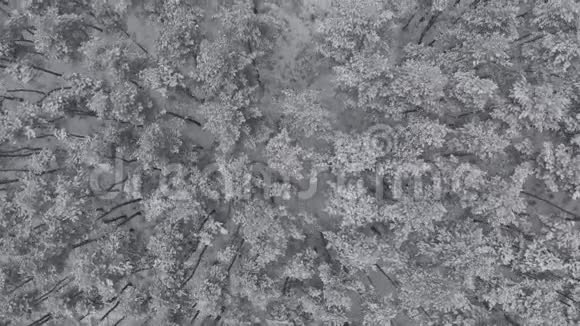 令人叹为观止的飞在平静的雪覆盖雪杉松树冬时风景秀丽童话森林冰冻视频的预览图