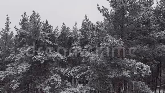 令人叹为观止的飞在平静的雪覆盖雪杉松树冬时风景秀丽童话森林冰冻视频的预览图
