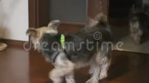 可爱的小狗跑向主人约克郡猎犬和混合品种马耳他视频的预览图