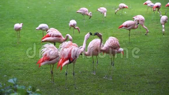 绿色草地上美丽的粉红色火烈鸟视频的预览图
