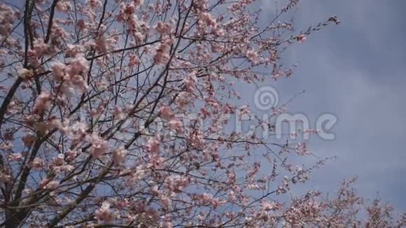 蓝天背景下美丽的日本樱花或樱花视频的预览图