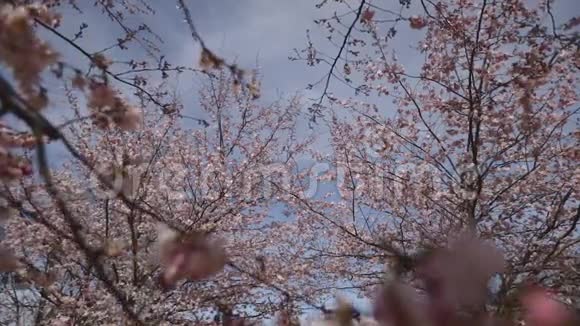蓝天背景下美丽的樱花盛开视频的预览图