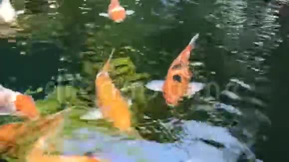 多种颜色的鲤鱼漂浮在池塘的水面上视频的预览图