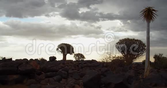 纳米比亚神奇的箭状树林中阴天4k视频的预览图