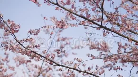 日本蓝天上的粉红色斜枝或樱桃枝视频的预览图