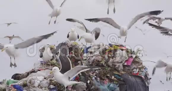 鸟儿飞过堆在垃圾填埋场上的垃圾视频的预览图