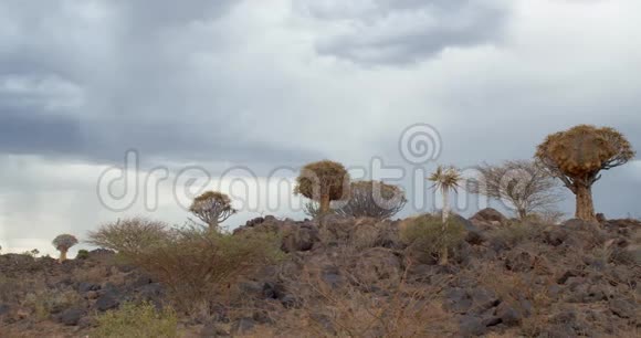 纳米比亚箭树森林的性质优美阴天4k视频的预览图