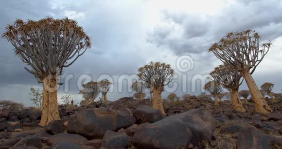 纳米比亚森林里有很多箭形树多岩石多云4k视频的预览图