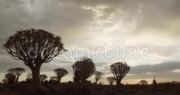 纳米比亚箭杆树森林上空云层的时间推移4k视频的预览图